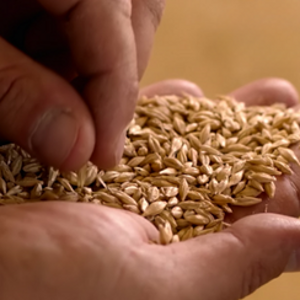 Kostfibre och fullkorn